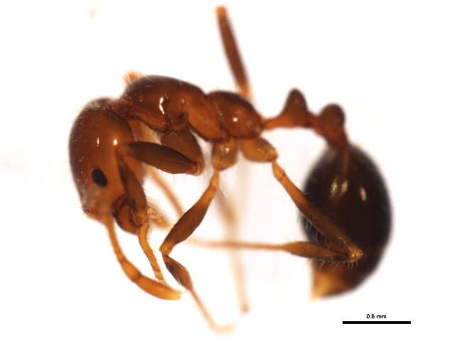 Image of Fire Ants and Thief Ants