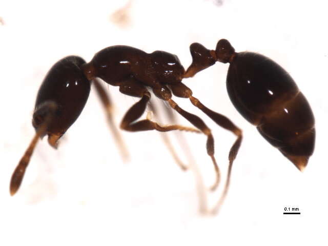 Image of Fire Ants and Thief Ants