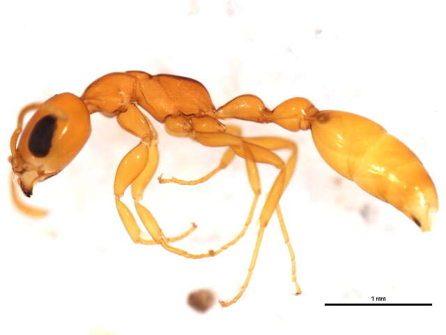 Image of Pseudomyrmex