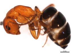 Plancia ëd Camponotus