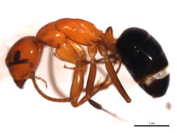 Plancia ëd Camponotus