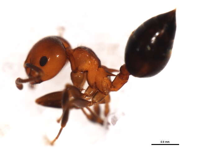 Crematogaster resmi