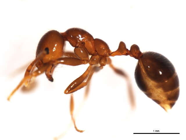 Image of Fire Ants and Thief Ants