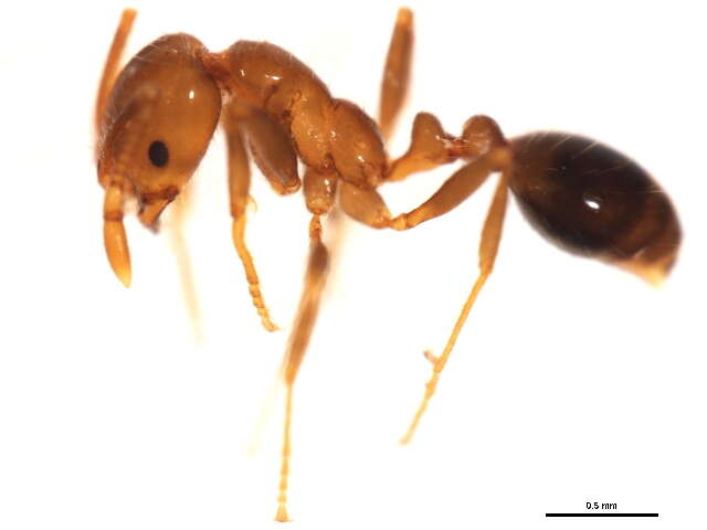 Image of Fire Ants and Thief Ants