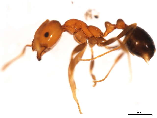 Image of Fire Ants and Thief Ants