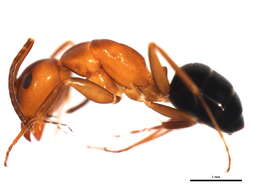 Plancia ëd Camponotus