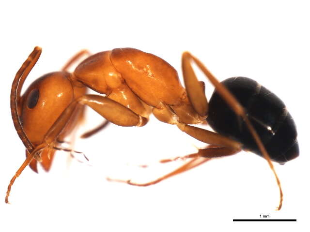 Plancia ëd Camponotus