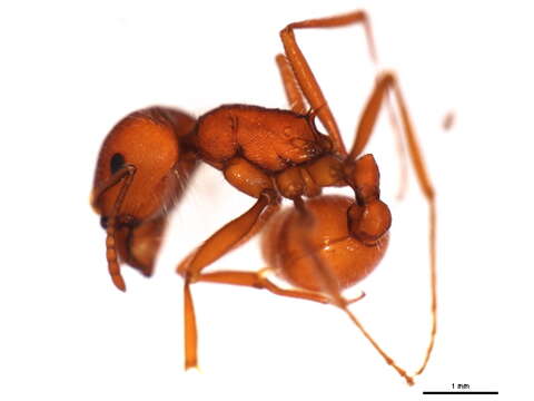 Image of Harvester Ants