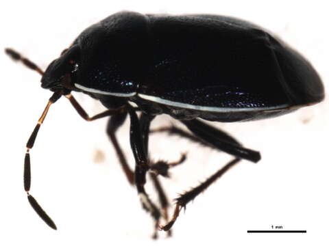 Image of Sehirus cinctus cinctus (Palisot 1811)