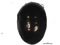 Image of Corimelaeninae