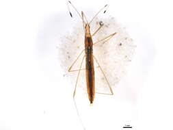 Image of Neoneides muticus (Say 1832)