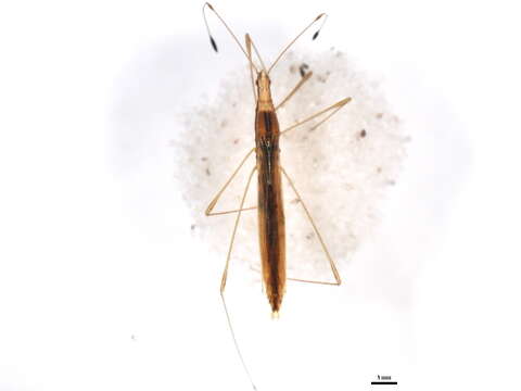 Image of Neoneides muticus (Say 1832)