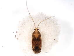 Image of Phytocoris