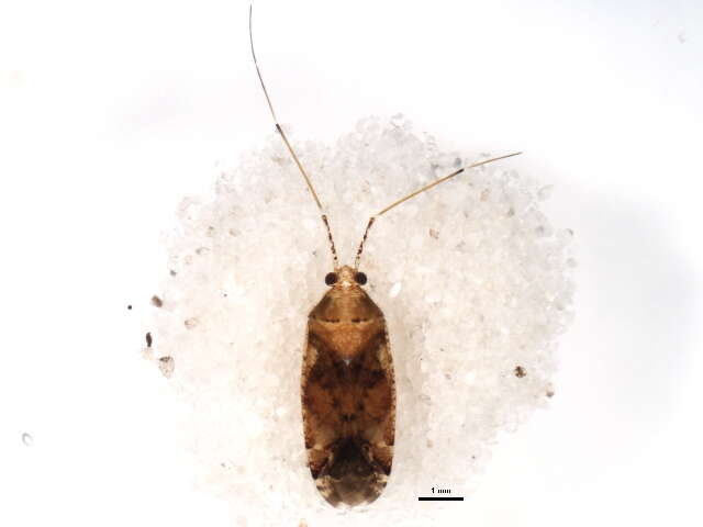 Image of Phytocoris