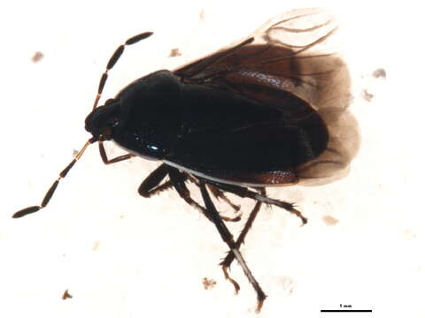 Image of Sehirus cinctus cinctus (Palisot 1811)