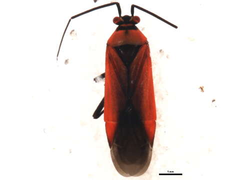 Image of Lopidea heidemanni Knight 1917