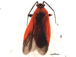 Image of Lopidea heidemanni Knight 1917