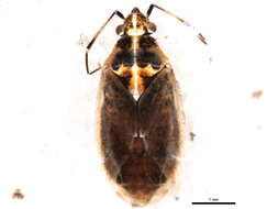 Image of Hoplomachidea