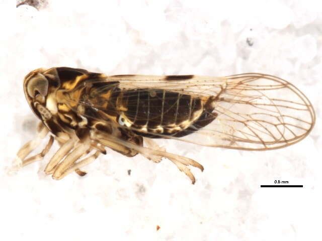 Image of Delphacodes