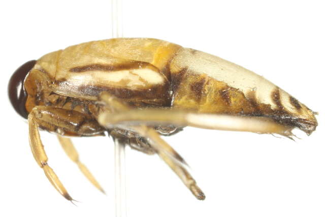 Image of Notonecta irrorata Uhler 1879
