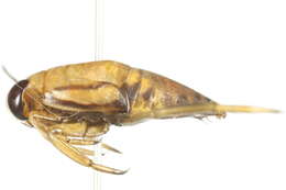 Image of Notonecta irrorata Uhler 1879