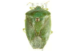 Image of Green stink bug