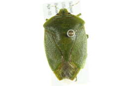 Image of Green stink bug