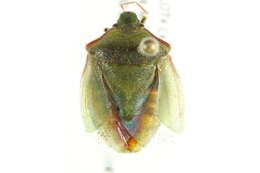 Image of Red-shouldered Stink Bug