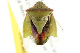 Image of Red-shouldered Stink Bug