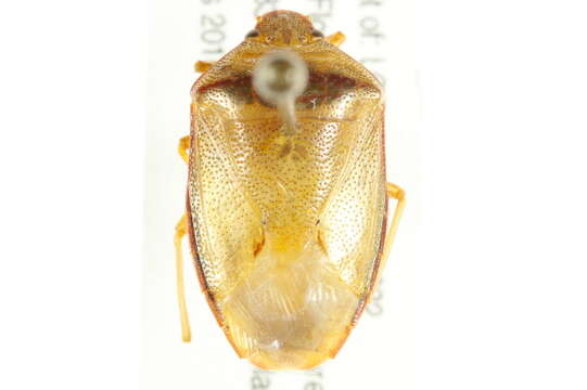 Image of Piezodorus