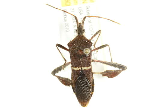 Image of leaf-footed bugs