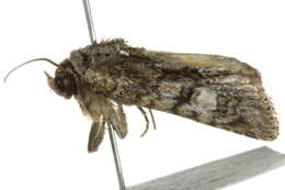 Image of Spotted Phosphila