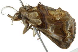 Image of Moonseed Moth