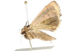 Image of Abagrotis orbis