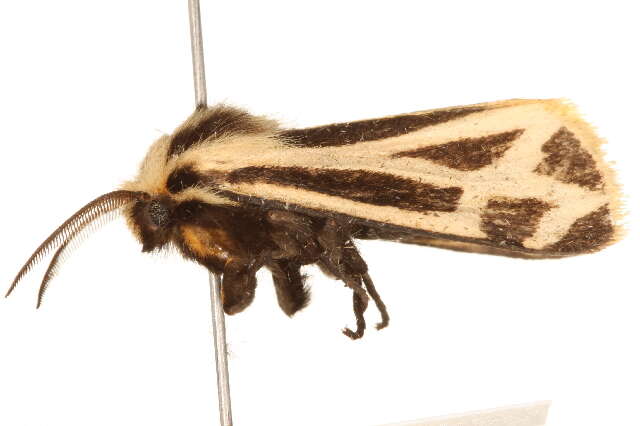 Image of Carlotta's Tiger Moth