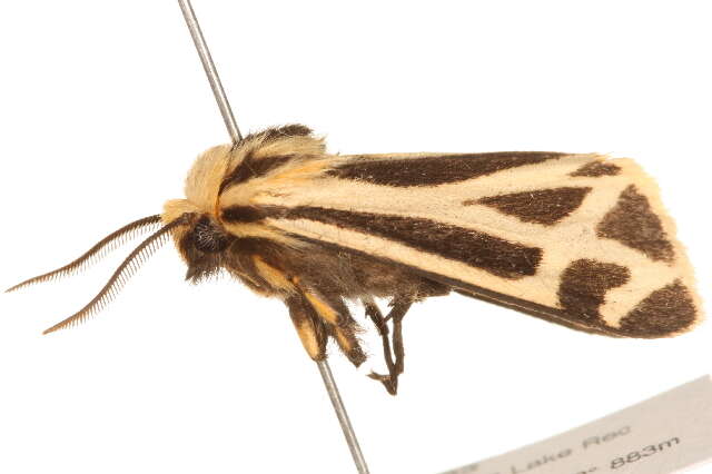 Image of Carlotta's Tiger Moth