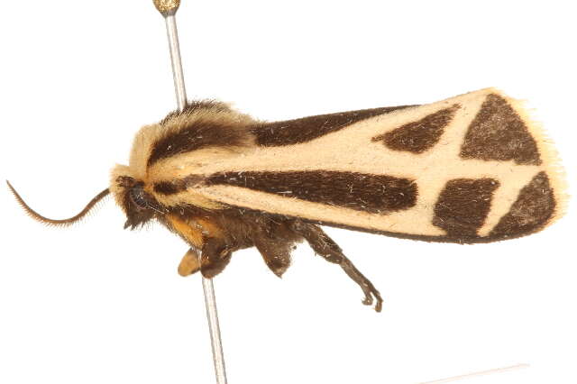 Image of Carlotta's Tiger Moth