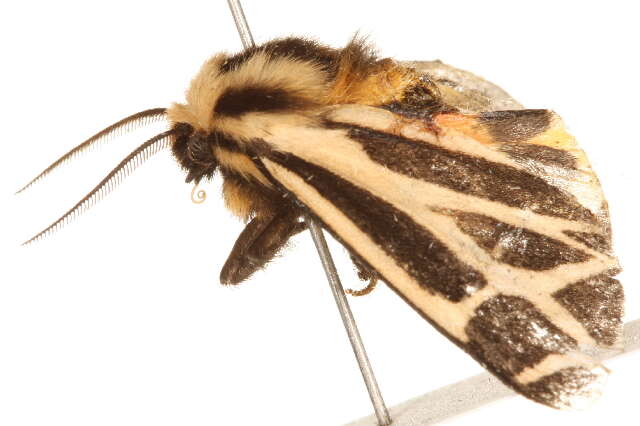 Image of Carlotta's Tiger Moth