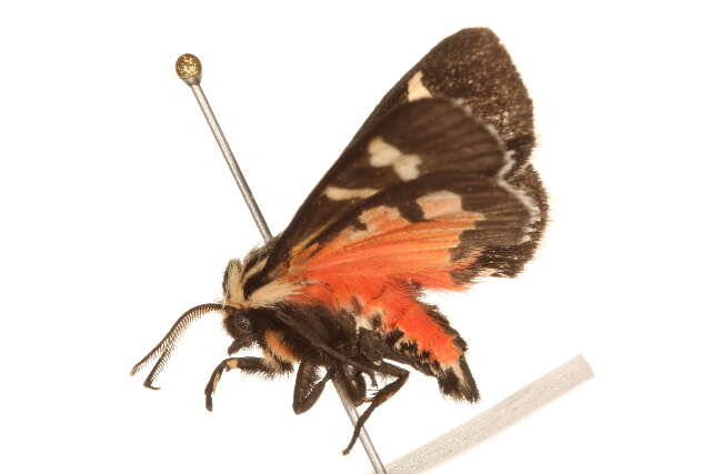 Image of Figured Tiger Moth