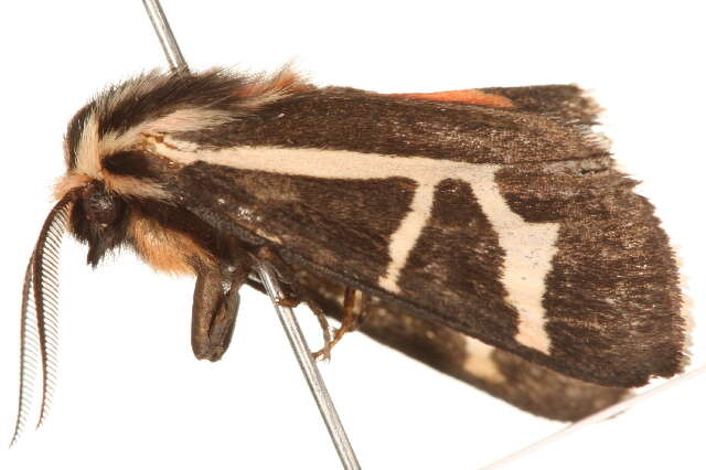 Image of Figured Tiger Moth