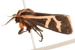 Image of Figured Tiger Moth