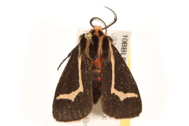 Image of Figured Tiger Moth