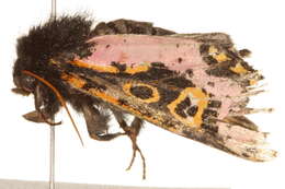 Image of <i>Xanthopastis regnatrix</i>