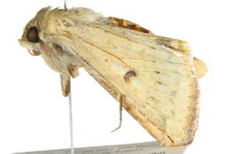 Image of Corn Earworm