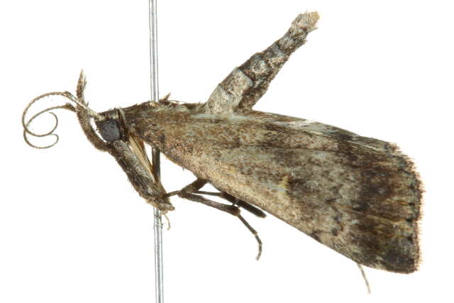 Image of Florida Tetanolita