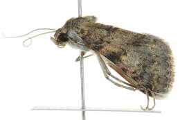 Image of Forsebia cinis