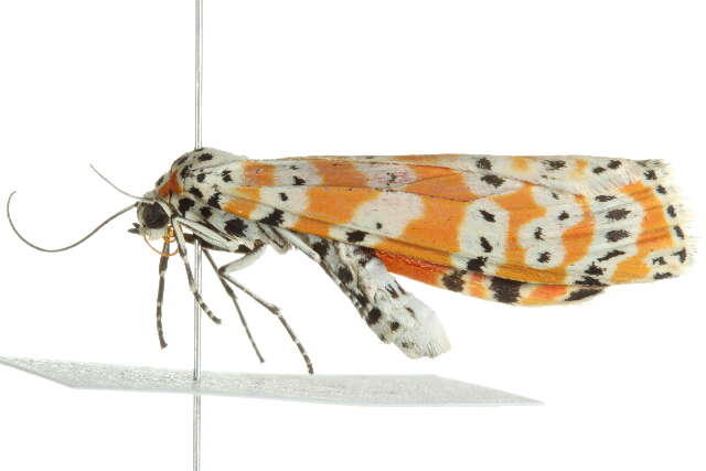 Sivun Utetheisa ornatrix Linnaeus 1758 kuva