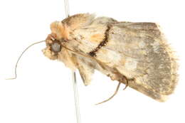 Image of <i>Sympistis rosea</i>