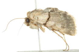 Image of <i>Sympistis rosea</i>