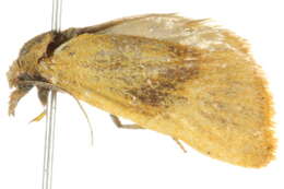 Слика од <i>Platynota larreana</i>